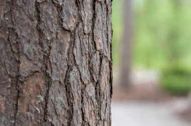 Tree Trunk Texture. Pine
