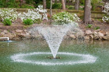 Fountain in the park with Blooming rhododendron flower and white blossom