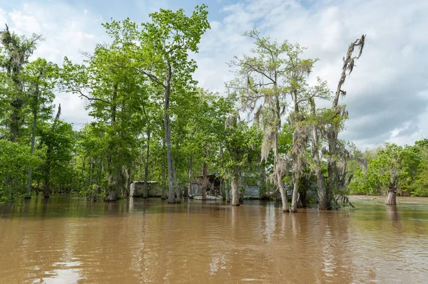 Honey Island Swamp Tour Jungle Forest Tree New Orleans Louisiana — Zdjęcie stockowe