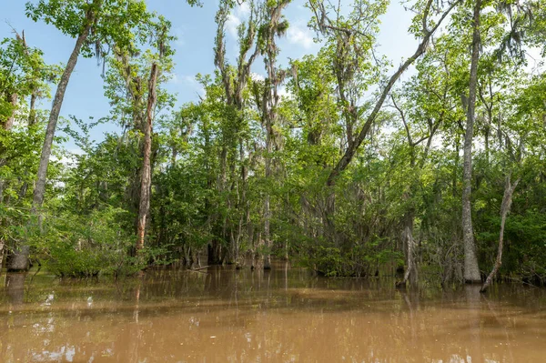 New Orleans Louisiana Bal Adası Ormanı Ağaç Turu — Stok fotoğraf