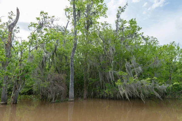 Honey Island Swamp Tour Jungle Forest Tree New Orleans Louisiana — Stockfoto