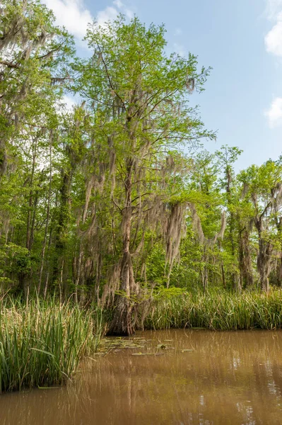 Honey Island Swamp Tour Jungle Forest Tree New Orleans Louisiana — Stock Photo, Image