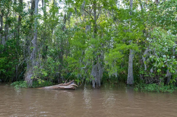 New Orleans Louisiana Bal Adası Ormanı Ağaç Turu — Stok fotoğraf