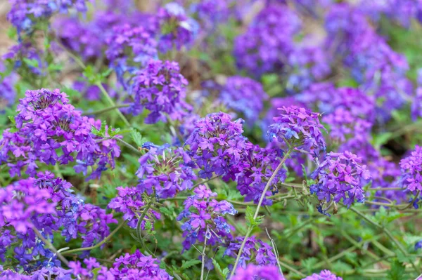 Kvetoucí Modrý Květ Zahradě Verbena Hybrida Homestead Purple Verbena Glandularia — Stock fotografie