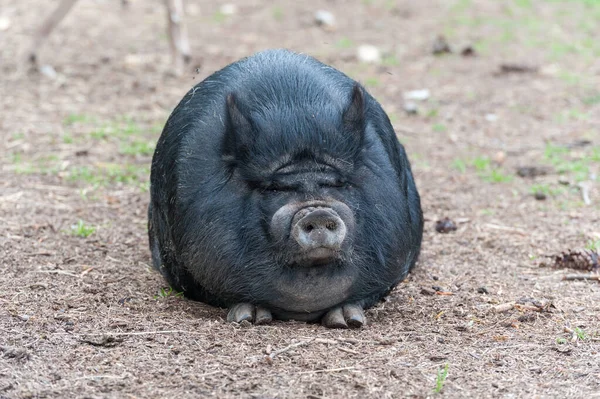Fat Back Pig Sitting Grass — Stock Photo, Image
