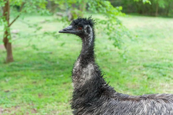 Emu Portrait Park Dromaius Novaehollandiae — Foto de Stock