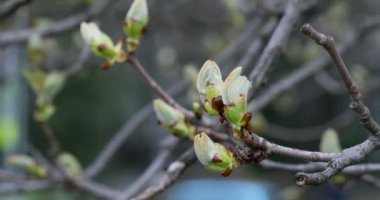European Horse Chestnut Conker Tree Blooming in Spring. Public Park. Close Up Branch. Lithuania