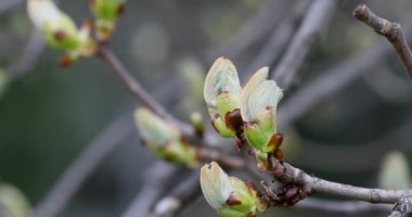 European Horse Chestnut Conker Tree Blooming in Spring. Public Park. Close Up Branch. Lithuania