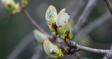 European Horse Chestnut Conker Tree Blooming in Spring. Public Park. Close Up Branch. Lithuania
