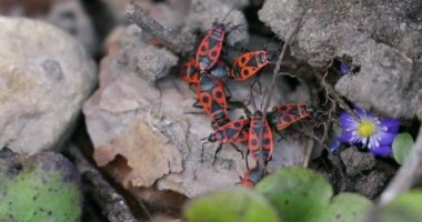 Kundakçı böcekler Pyrrhocoris Apterus yerde. Vahşi doğada ilkbahar. Kırmızı Benekli Sırtlı Böcekler. Güzel Vahşi Doğa