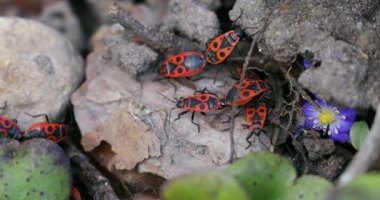 Kundakçı böcekler Pyrrhocoris Apterus yerde. Vahşi doğada ilkbahar. Kırmızı Benekli Sırtlı Böcekler. Güzel Vahşi Doğa