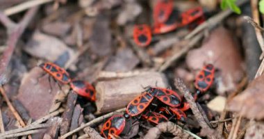 Kundakçı böcekler Pyrrhocoris Apterus yerde. Vahşi doğada ilkbahar. Kırmızı Benekli Sırtlı Böcekler. Güzel Vahşi Doğa