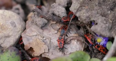Kundakçı böcekler Pyrrhocoris Apterus yerde. Vahşi doğada ilkbahar. Kırmızı Benekli Sırtlı Böcekler. Güzel Vahşi Doğa