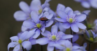 Liverwort Blooming Blue Hepatica Çiçeği ve Avrupa 'nın Vahşi Doğa kundakçısı. Bahar geldi. Hepatica Nobilis . Güzel Doğa Sahnesi