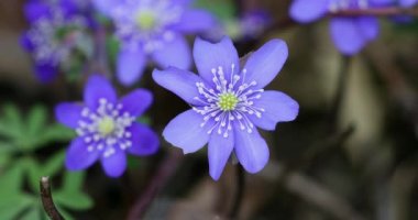 Vahşi doğada çiçek açan mavi Hepatica çiçeği. Bahar geldi. Hepatica Nobilis. Güzel Doğa Sahnesi
