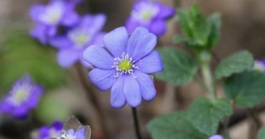 Blooming Blue Hepatica Flower in Wild Nature. Spring Time. Hepatica Nobilis. Beautiful Nature Scene