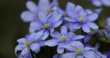 Blooming Blue Hepatica Flower in Wild Nature. Spring Time. Hepatica Nobilis. Beautiful Nature Scene