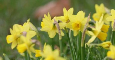 Vahşi nergis, Narcissus Pseudonarcissus. Bahar mevsimi boyunca halka açık bir parkta büyüyen sarı bir çiçek. Litvanya