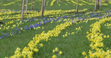 The Wild Daffodil, Narcissus Pseudonarcissus. A Springtime Yellow Flowers Growing Outdoors In a Public Park During the Spring Season. Lithuania