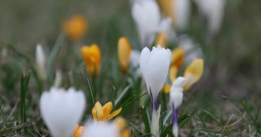 Baharda Crocus Çiçeği. Litvanya, Vilnius 'taki halk parkı. Açma Zamanı.