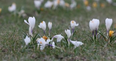 Crocus Flower in Springtime. Public Park in Vilnius, Lithuania. Blooming Time.