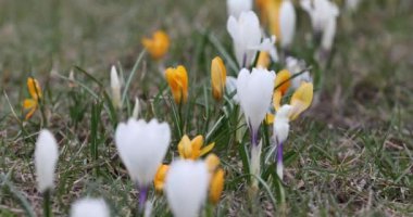 Crocus Flower in Springtime. Public Park in Vilnius, Lithuania. Blooming Time.