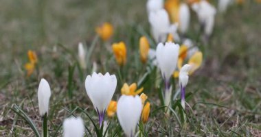 Crocus Flower in Springtime. Public Park in Vilnius, Lithuania. Blooming Time.