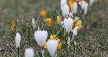Crocus Flower in Springtime. Public Park in Vilnius, Lithuania. Blooming Time.