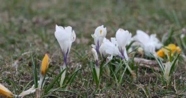 Crocus Flower in Springtime. Public Park in Vilnius, Lithuania. Blooming Time.