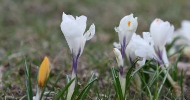 Crocus Flower in Springtime. Public Park in Vilnius, Lithuania. Blooming Time.