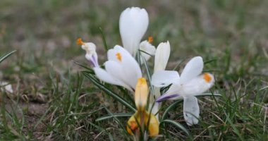Crocus Flower in Springtime. Public Park in Vilnius, Lithuania. Blooming Time.