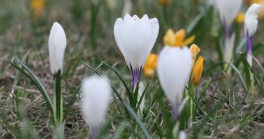 Crocus Flower in Springtime. Public Park in Vilnius, Lithuania. Blooming Time.