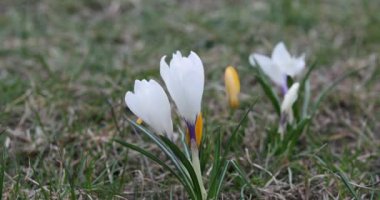 Crocus Flower in Springtime. Public Park in Vilnius, Lithuania. Blooming Time.