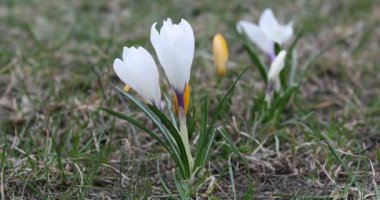 Baharda Crocus Çiçeği. Litvanya, Vilnius 'taki halk parkı. Açma Zamanı.