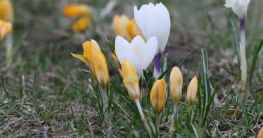 Crocus Flower in Springtime. Public Park in Vilnius, Lithuania. Blooming Time.