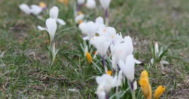 Crocus Flower in Springtime. Public Park in Vilnius, Lithuania. Blooming Time.