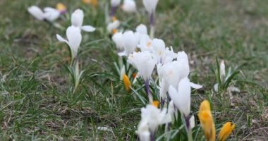 Crocus Flower in Springtime. Public Park in Vilnius, Lithuania. Blooming Time.