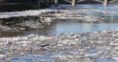 Ice Drift In Vilnius, Lithuania. River Neris. Ice floes float on the river in the spring. Ice drift movement. Winter landscape. Melting ice water, global warming climate change concept.