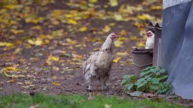 Free Range Chickens Enjoying the Afternoon and Eating Grain. Chickens on traditional free range poultry farm. A group of free range chickens feed in a field