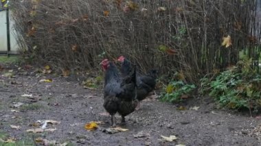 Free Range Chickens Enjoying the Afternoon and Eating Grain. Chickens on traditional free range poultry farm. A group of free range chickens feed in a field