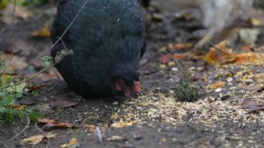 Free Range Chickens Öğleden Sonra Keyfini Çıkartıyor ve Tahıl Yiyiyor. Geleneksel tavuk çiftliğinde tavuklar. Bir grup tavuk bir tarlada besleniyor.