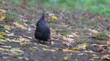 Lonely Free Range Chicken Enjoying the Afternoon. Chickens on traditional free range poultry farm. Rural Area in Lithuania. Autumn Time.