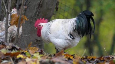 Portrait of Colorful Rooster in the Farm. Autumn Leaves in Background. Red Jungle Fowl, Natural Light During the Day. Autumn Time.