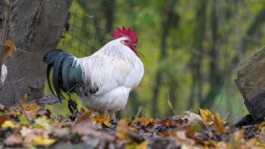 Portrait of Colorful Rooster in the Farm. Autumn Leaves in Background. Red Jungle Fowl, Natural Light During the Day. Autumn Time.