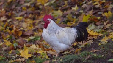 Portrait of Colorful Rooster in the Farm. Autumn Leaves in Background. Red Jungle Fowl, Natural Light During the Day. Autumn Time.