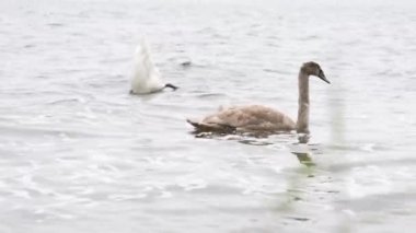 Beautiful Young White and Gray Swans are Swimming in the Lake and Eating Food, Diving for Food. Late Autumn View.