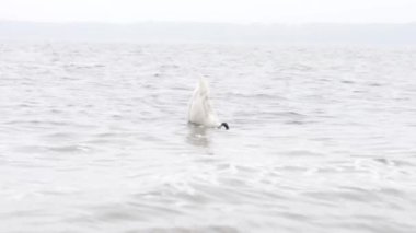 Beautiful Young White Swan is Swimming in the Lake and Eating Food, Diving for Food. Late Autumn View.