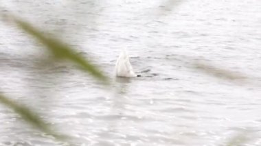Beautiful Young White Swan is Swimming in the Lake and Eating Food, Diving for Food. Late Autumn View.