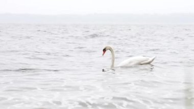 Beautiful Young White Swan Swimming in the Lake and Eating Food, Diving for Food. Late Autumn View.