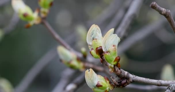 Ippocastano Europeo Conker Tree Fioritura Primavera Parco Pubblico Chiudi Branch — Video Stock